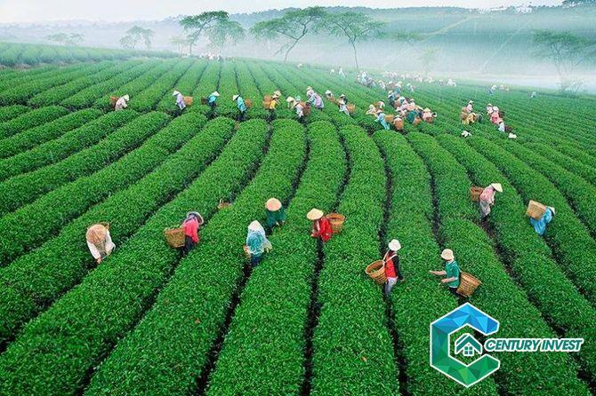 Kinh tế Bảo Lộc